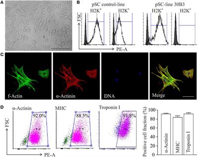 Immunological Properties of Murine Parthenogenetic Stem Cell-Derived Cardiomyocytes and Engineered Heart Muscle